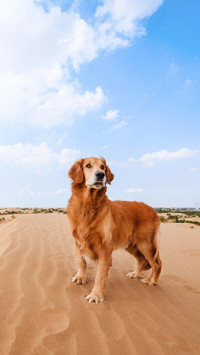 父母养狗常犯的错误