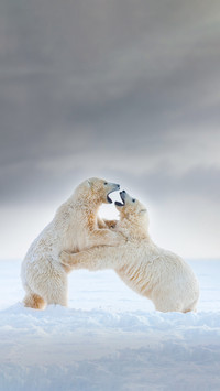 Polar bear fur is actually fake white