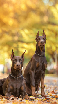 百年贵族杜宾犬