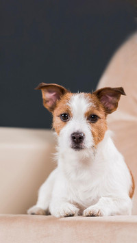 Dog286