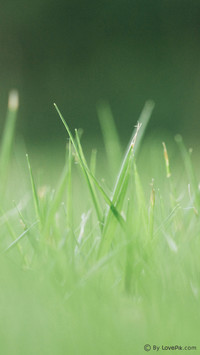 LovePik_Plant (15)