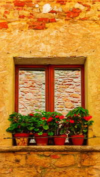 The flowers on the windowsill