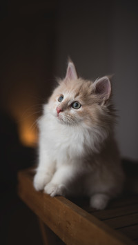 Cute pet-05