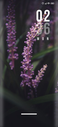 Lavender Love