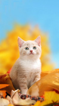 A British Short Hair Kitten Cream in Autumn Decoration