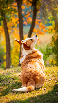 Why do corgis have tails of different lengths