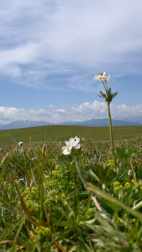 Yili kalajun grassland