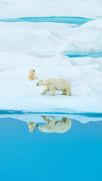 International-Polar Bear