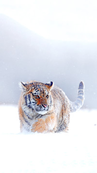 Siberian tiger, Panthera tigris altaica
