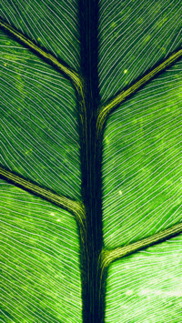 Macro  (12)