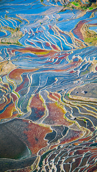 The colorful mystery of yuanyang terraced fields