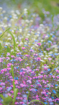Summer flowers and plants