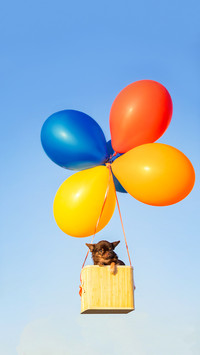 Adorable puppy flying with air balloons