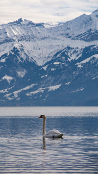 A White Swan Swimming on The Lake