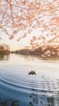 Cherry Blossoms and the Lake