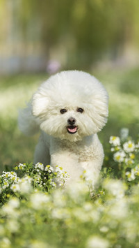 What is the average body temperature of a dog