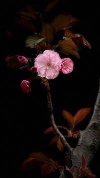 Spring cherry blossoms swaying