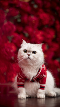 Your cat likes to stick out its tongue 6