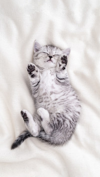Cute Funny Kitten Sleeping Lying on Back White Blanket