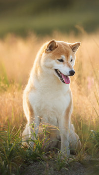 Dog4