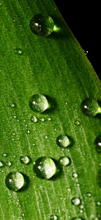 Green Plants-PAIXIN