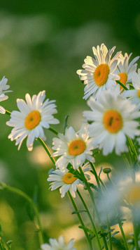 The little daisy is hidden deep in the heart