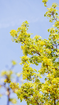 Spring scenery-09