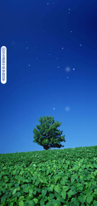Lonely Tree