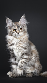 A cat that eats you bankrupt 2