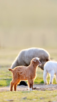 Little baby goat on field in spring
