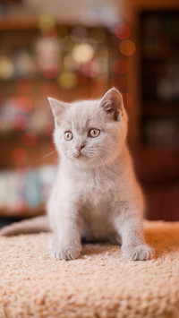 猫咪太胖真不是件好事