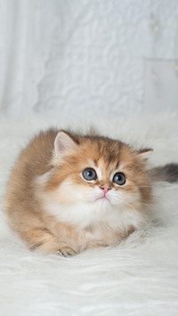 猫为何喜欢藏起前爪