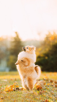 Young Red Puppy Pomeranian Spitz Puppy
