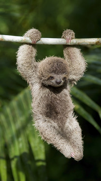 Sloth