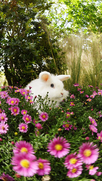 Happy little rabbit