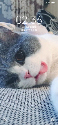 可爱猫咪