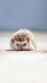 Portrait of hedgehog on ground