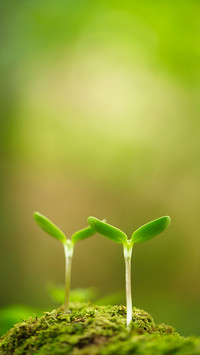 international_plant (1)