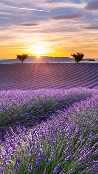 Romantic lavender fields