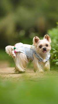 狗狗：快看主人在撒谎