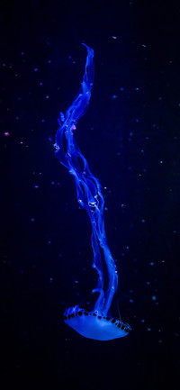 水中精灵-拍信图库