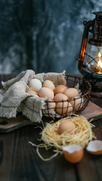 Did chicken or egg come first