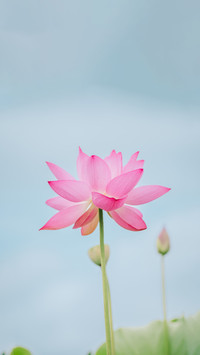 荷花拍照“避坑”指南