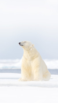 Polar bear on drift ice edge in Norway sea