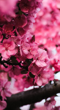 Nature HD - 2020-06-02T125849.271