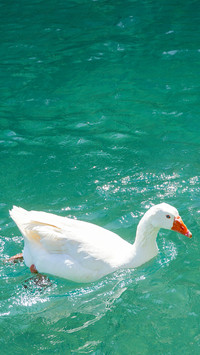 Geese swimming