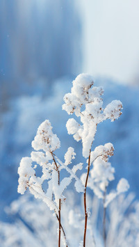 Tree branches in the frost closeup