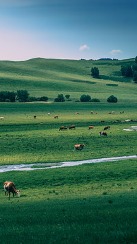Cattle and sheep by the brook