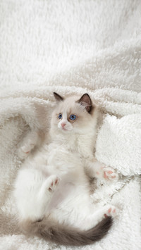 Fluffy Kitten on White in a Plaid
