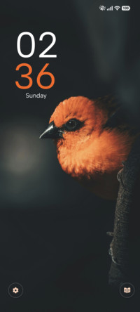 Orange Bird